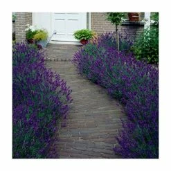 20-40cm 3x Old English Lavender Plants | 9cm Pots -Eventual Sales Store P3COL10 add image 2 108c