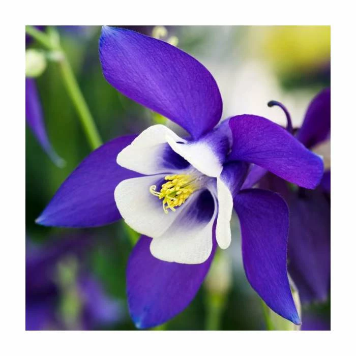 Early Spring Perennials Collection | 4 x 10.5cm Pots 5 Early Spring Perennials Collection | 4 x 10.5cm Pots - Image 3