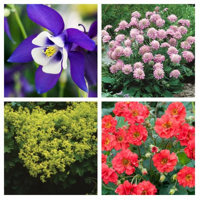 Early Spring Perennials Collection | 4 x 10.5cm Pots 3 Early Spring Perennials Collection | 4 x 10.5cm Pots