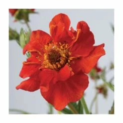 Jewel Garden Perennial Collection | 12 x 10.5cm Pots -Eventual Sales Store P5000COL16 add image 1 3ff4