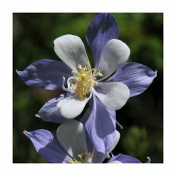 Jewel Garden Perennial Collection | 12 x 10.5cm Pots -Eventual Sales Store P5000COL16 add image 2 7c4b