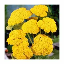 Achillea Collection | 4 x 10.5cm Pots -Eventual Sales Store P5000COL8 add image 2 d49d