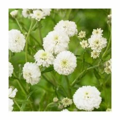 Achillea Collection | 4 x 10.5cm Pots -Eventual Sales Store P5000COL8 add image 3 7125