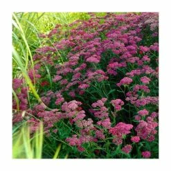 Achillea Collection | 4 x 10.5cm Pots -Eventual Sales Store P5000COL8 add image 4 315c