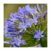 Agapanthus 'Lapis Lazuli' | 2L Pot 2 Agapanthus 'Lapis Lazuli' | 2L Pot -Eventual Sales Store P50014 main image 4f62
