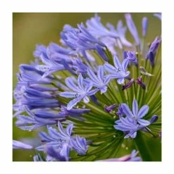 Agapanthus 'Lapis Lazuli' | 2L Pot