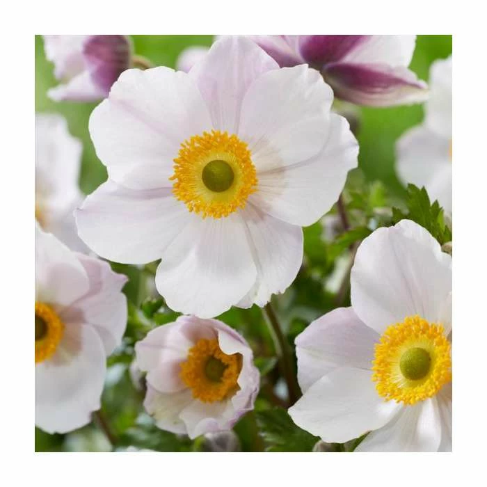 Anemone 'Wild Swan' | 2L Pot 4 Anemone 'Wild Swan' | 2L Pot - Image 2