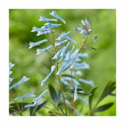 Corydalis 'Porcelain Blue' | 2L Pot