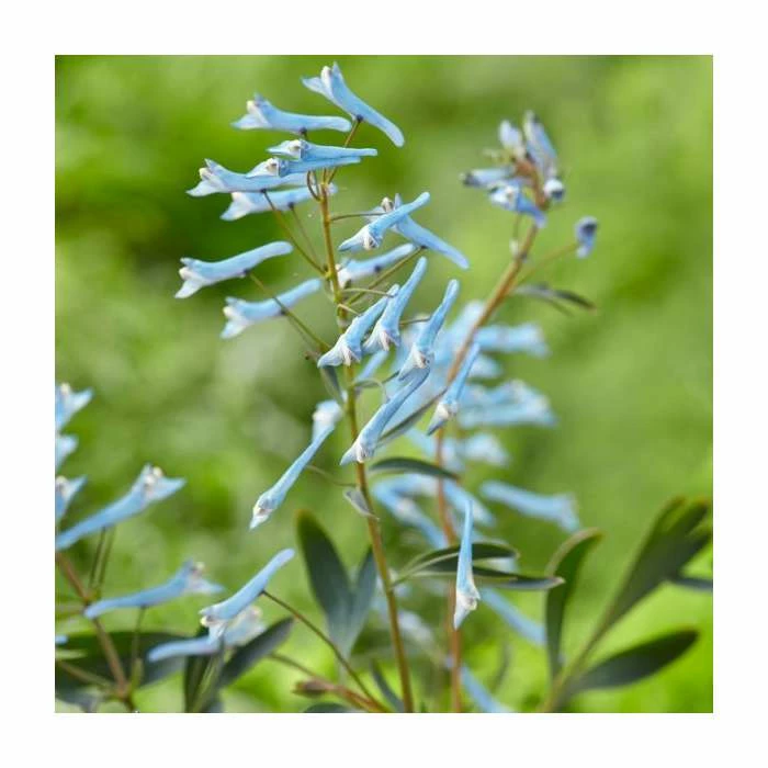 Corydalis 'Porcelain Blue' | 2L Pot 3 Corydalis 'Porcelain Blue' | 2L Pot