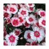 Dianthus Cocktail 'Cherry Daiquiri' | 2L Pot -Eventual Sales Store P50022 main image 316b
