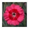 Dianthus Cocktail 'Cosmopolitan' | 2L Pot -Eventual Sales Store P50023 main image 8e50