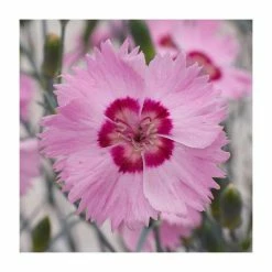 Dianthus Cocktail 'Shirley Temple' | 2L Pot