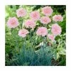 Dianthus 'Candy Floss' | 2L Pot 2 Dianthus 'Candy Floss' | 2L Pot -Eventual Sales Store P50026 main image 6131