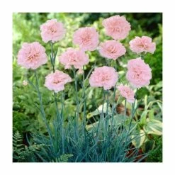 Dianthus 'Candy Floss' | 2L Pot