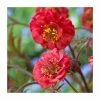 Geum 'Flames of Passion' | 2L Pot -Eventual Sales Store P50035 main image b1e6