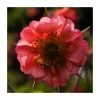 Geum 'Pink Petticoats' | Aven -Eventual Sales Store P50037 main image b57b