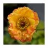 Geum 'Tequila Sunrise' | 2L Pot 2 Geum 'Tequila Sunrise' | 2L Pot -Eventual Sales Store P50038 main image a53e