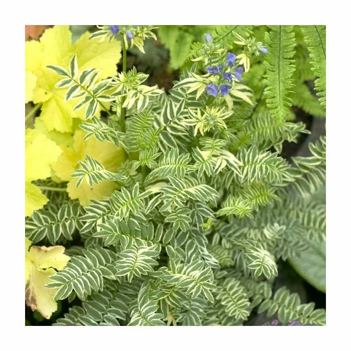 Polemonium 'Brise D' Anjou' | Jacob's Ladder 3 Polemonium 'Brise D' Anjou' | Jacob's Ladder