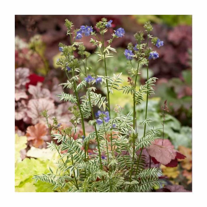 Polemonium 'Brise D' Anjou' | Jacob's Ladder 4 Polemonium 'Brise D' Anjou' | Jacob's Ladder - Image 2