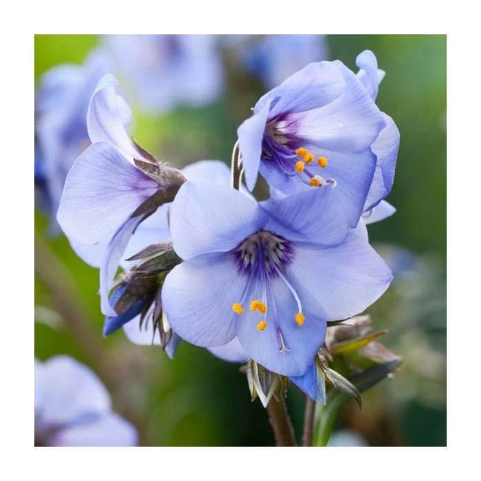 Polemonium 'Heaven Scent' | Jacob's Ladder 3 Polemonium 'Heaven Scent' | Jacob's Ladder