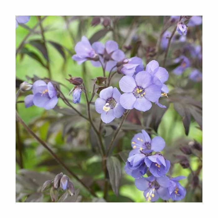 Polemonium 'Heaven Scent' | Jacob's Ladder 4 Polemonium 'Heaven Scent' | Jacob's Ladder - Image 2