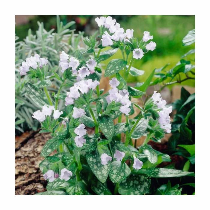 Pulmonaria 'Opal' | 2L Pot 3 Pulmonaria 'Opal' | 2L Pot