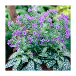 Pulmonaria 'Trevi Fountain' | 2L Pot