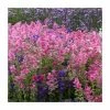 Salvia Fashionista 'Pretty in Pink' | 10.5cm Pot