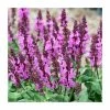 Salvia nemorosa 'Rose Marvel' | Wild Sage -Eventual Sales Store P50050 main image 5c0d