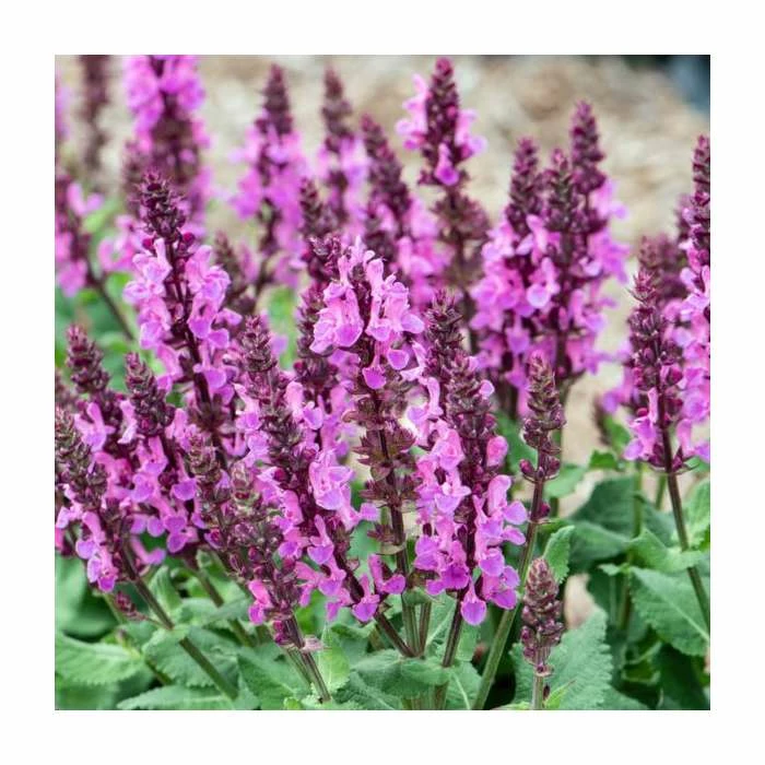 Salvia nemorosa 'Rose Marvel' | Wild Sage 3 Salvia nemorosa 'Rose Marvel' | Wild Sage