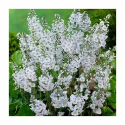 Eventual Sales Store -Eventual Sales Store P50053 rollover image abae