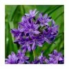 Agapanthus 'Windsor Grey' | 3L Pot 1 Agapanthus 'Windsor Grey' | 3L Pot -Eventual Sales Store P50064 main image ab54