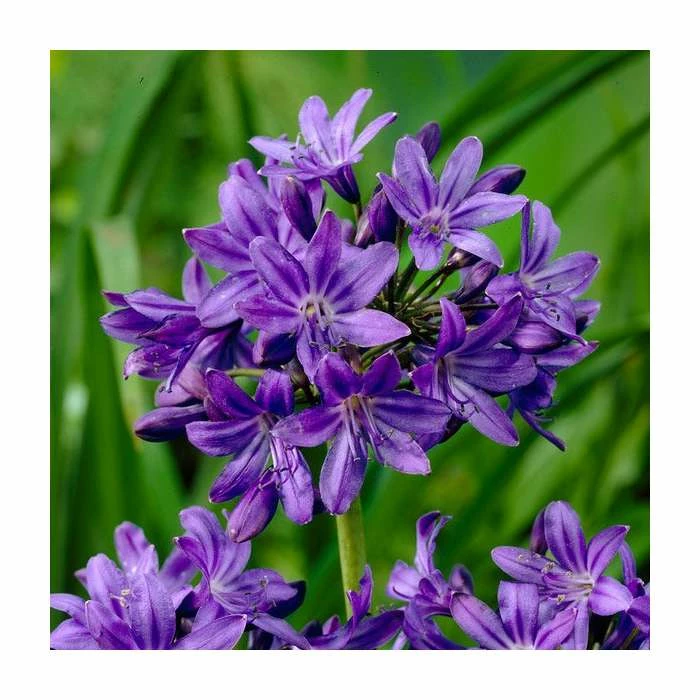 Agapanthus 'Windsor Grey' | 3L Pot 3 Agapanthus 'Windsor Grey' | 3L Pot