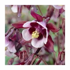 Aquilegia 'William Guinness' | Granny's Bonnet