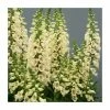 Digitalis purpurea 'Dalmatian Cream' | Foxglove
