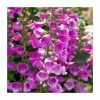 Digitalis 'Dalmatian Purple' | 3L Pot -Eventual Sales Store P50084 main image 749e