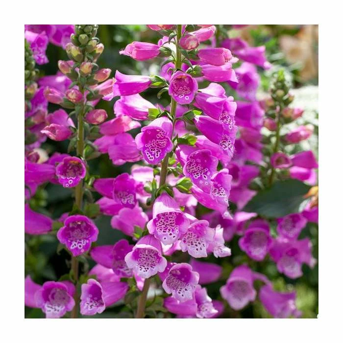 Digitalis 'Dalmatian Purple' | 3L Pot 3 Digitalis 'Dalmatian Purple' | 3L Pot