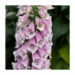 Digitalis 'Dalmatian Rose' | 3L Pot