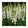 Digitalis 'Dalmatian White' | 3L Pot 2 Digitalis 'Dalmatian White' | 3L Pot -Eventual Sales Store P50086 main image 51d1