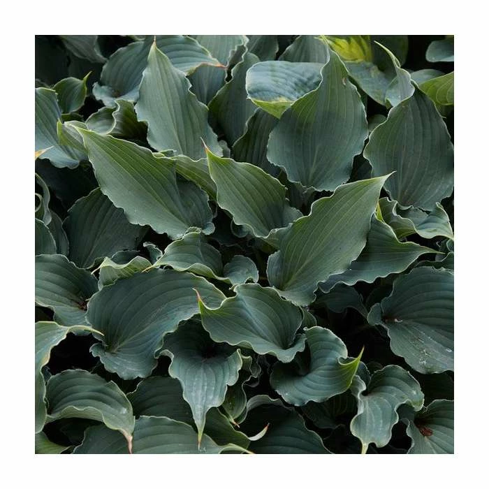 Hosta 'Chain Lightning' | 3L Pot 3 Hosta 'Chain Lightning' | 3L Pot