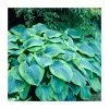 Hosta 'Flavocircinalis' | 3L Pot -Eventual Sales Store P50095 main image b110
