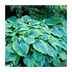 Hosta 'Flavocircinalis' | 3L Pot