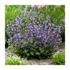 Nepeta 'Purrsian Blue' | 3L Pot 1 Nepeta 'Purrsian Blue' | 3L Pot -Eventual Sales Store P50106 main image 01de