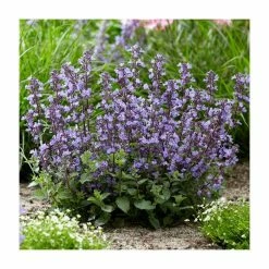 Nepeta 'Purrsian Blue' | 3L Pot