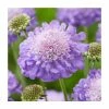 Scabiosa 'Mariposa Blue' | 2L Pot -Eventual Sales Store P50108 main image fcc4