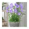 Campanula persicifolia 'Takion Blue' | Peach-Leaved Bellflower -Eventual Sales Store P50144 main image de26