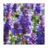 Salvia nemorosa 'Blue Marvel' | Wild Sage