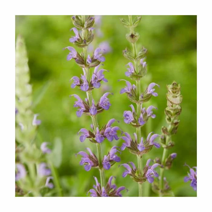 Salvia 'East Friesland' | 3L Pot 3 Salvia 'East Friesland' | 3L Pot
