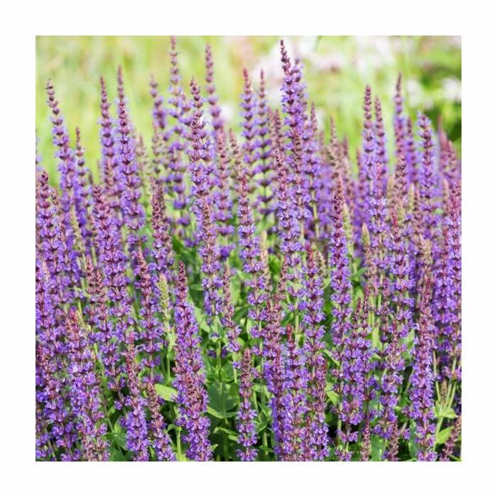 Salvia 'East Friesland' | 3L Pot 4 Salvia 'East Friesland' | 3L Pot - Image 2