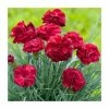 Dianthus Scented 'Passion' | 2L Pot 2 Dianthus Scented 'Passion' | 2L Pot -Eventual Sales Store P50209 main image c4c8